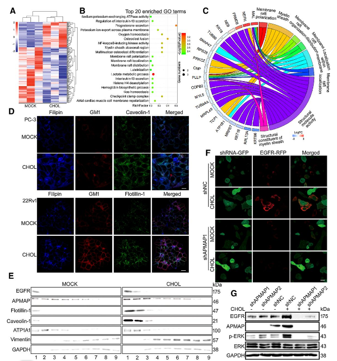 Co-IP-MS/MS、生物信息學(xué)分析-客戶文獻(xiàn)-輝駿生物.png