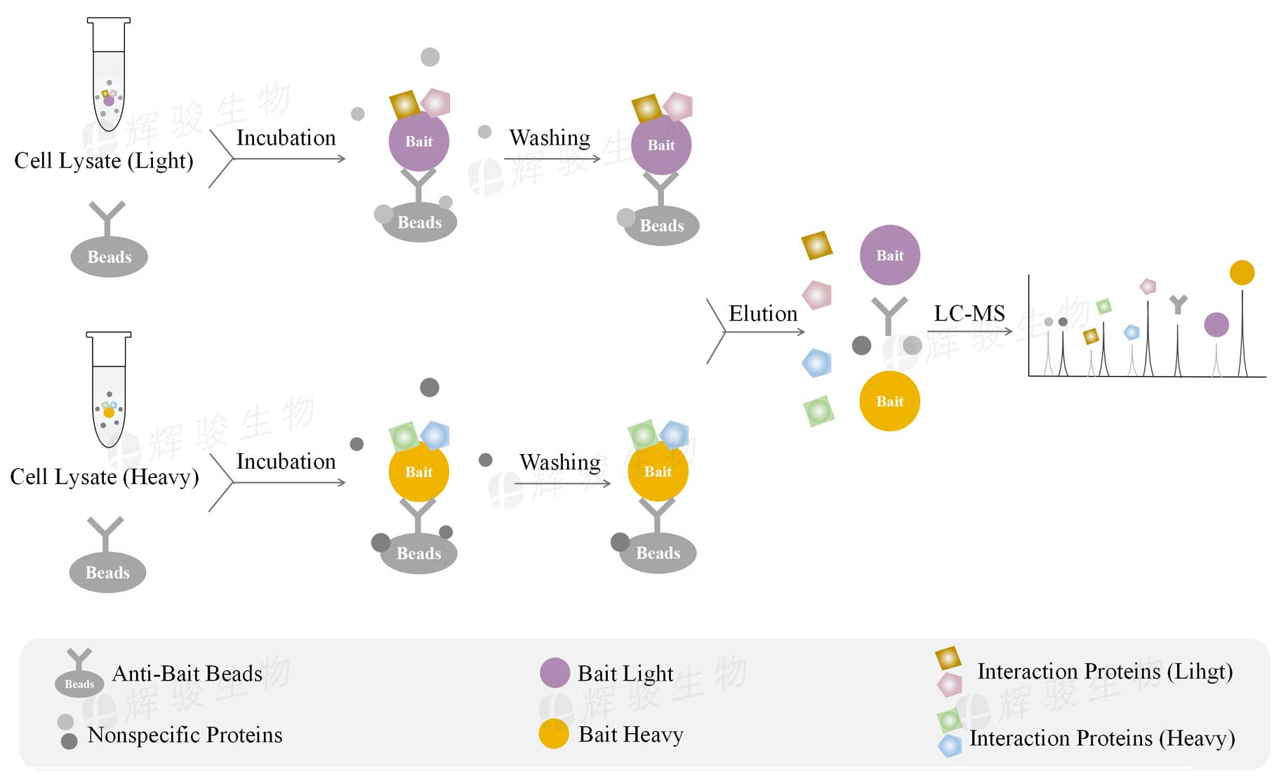 SILAC-IP外包實驗,silac ip技術服務,silac ip檢測實驗.jpg SILAC-IP外包實驗,silac ip技術服務,silac ip檢測實驗.jpg