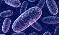 病毒microRNA作為主要調節(jié)因子誘導休眠皰疹病毒的重新激活