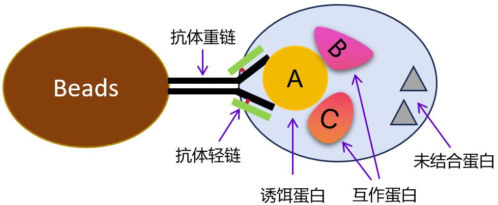 IP時會有抗體輕重鏈污染 IP時會有抗體輕重鏈污染