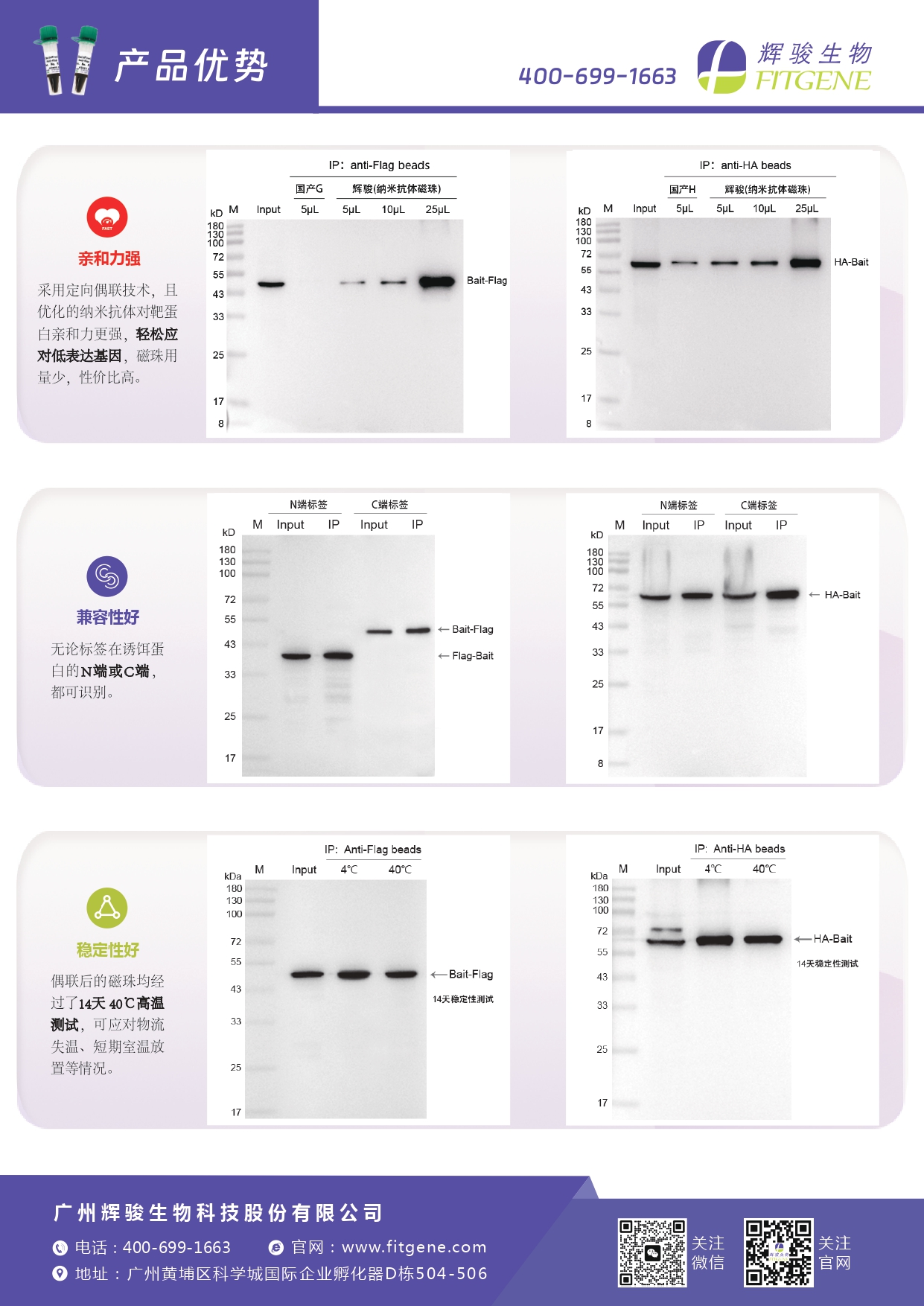 輝駿生物ChainFree?標(biāo)簽納米抗體磁珠(Flag、HA、V5、GFP、mCherry)-無(wú)輕重鏈污染-親和力強(qiáng)