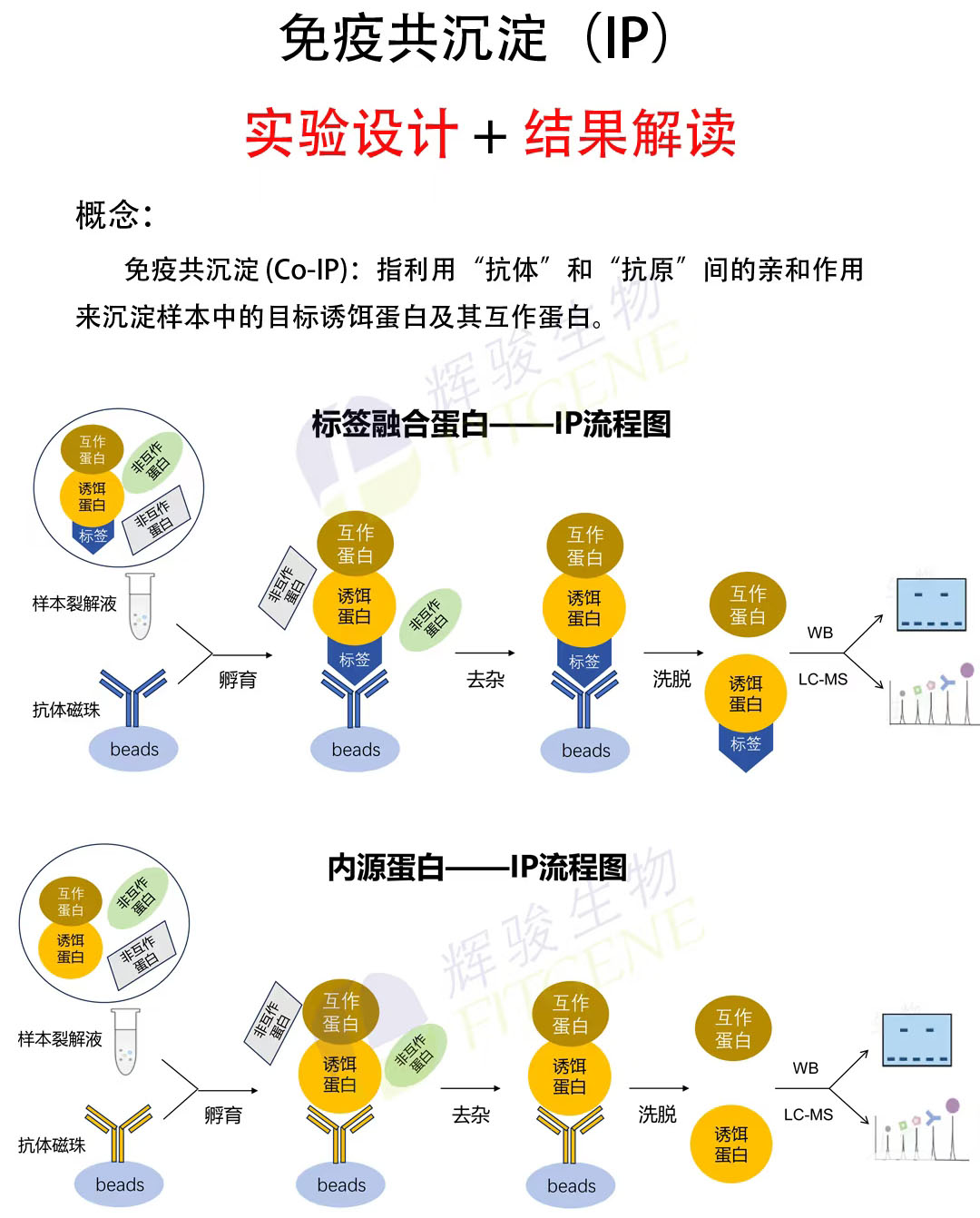 輝駿生物IP實驗流程圖-IP實驗外包價格低-文章多