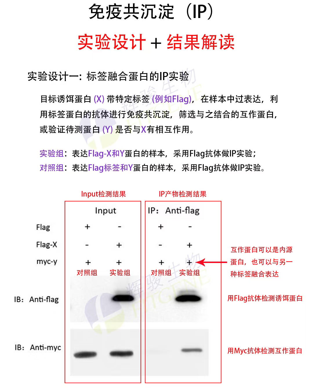 輝駿生物IP實驗設(shè)計及結(jié)果解讀