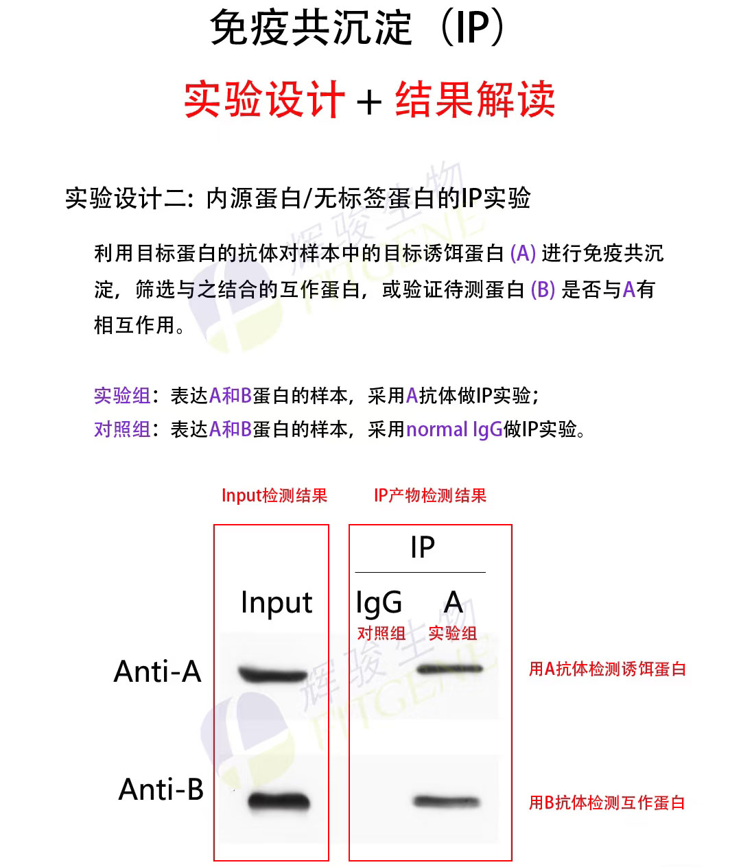 輝駿生物免疫共沉淀實驗設(shè)計服務(wù)-周期短-服務(wù)到投稿