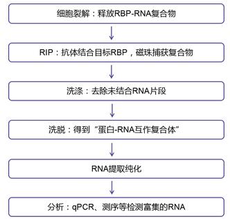RIP實(shí)驗(yàn)步驟圖.jpg