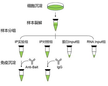 RIP實(shí)驗(yàn)分組流程圖.jpg