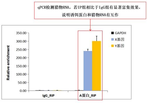 RIP組相對(duì)于IgG組的富集圖.jpg